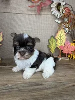 Leslie AKC, a female Yorkshire Terrier for sale in Goldsboro, NC – 4 of 4