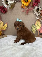 Jessy AKC, a female Poodle - Toy  for sale in Goldsboro, NC – 4 of 4