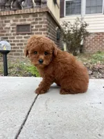 Toby AKC, a male Poodle - Toy  for sale in Goldsboro, NC – Photo 3 of 6