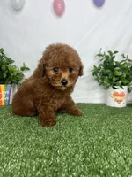 Toby AKC, a male Poodle - Toy  for sale in Goldsboro, NC – Photo 4 of 6