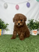 Toby AKC, a male Poodle - Toy  for sale in Goldsboro, NC – Photo 5 of 6