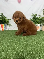 Toby AKC, a male Poodle - Toy  for sale in Goldsboro, NC – Photo 6 of 6