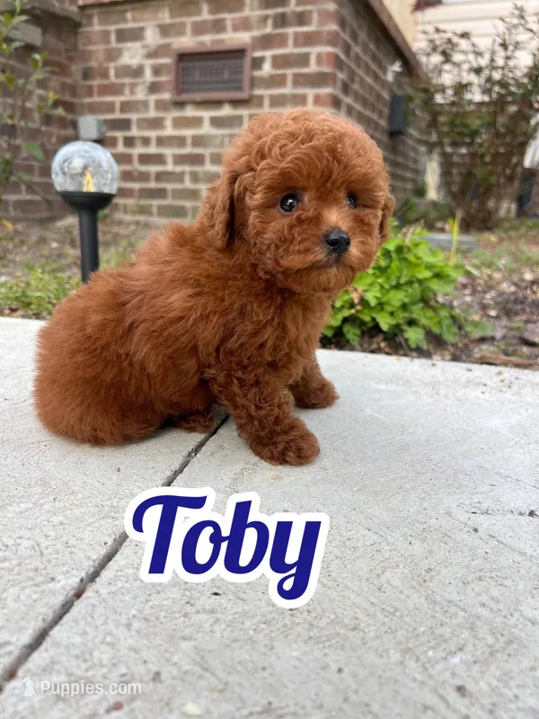Toby AKC – Poodle - Toy  puppy for sale in Goldsboro, NC