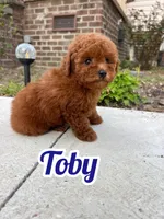 Toby AKC, a male Poodle - Toy  for sale in Goldsboro, NC – Photo 1 of 6