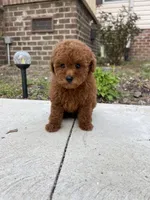Toby AKC, a male Poodle - Toy  for sale in Goldsboro, NC – Photo 2 of 6