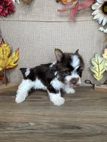 Josie AKC, a female Yorkshire Terrier for sale in Goldsboro, NC – 2 of 4