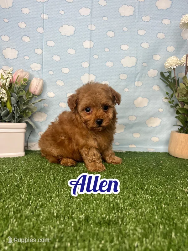 Allen AKc – Poodle - Toy  puppy for sale in Goldsboro, NC