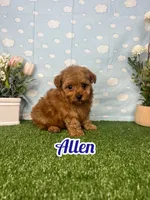 Allen AKc, a male Poodle - Toy  for sale in Goldsboro, NC – 1 of 4