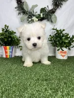 Fred, a male Maltese for sale in Goldsboro, NC – 2 of 5
