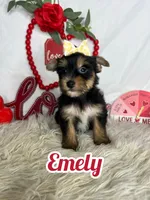 Emely AKC, a female Yorkshire Terrier for sale in Goldsboro, NC – Photo 1 of 4