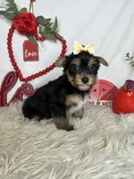 Emely AKC, a female Yorkshire Terrier for sale in Goldsboro, NC – Photo 4 of 4