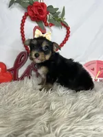 Emely AKC, a female Yorkshire Terrier for sale in Goldsboro, NC – Photo 2 of 4