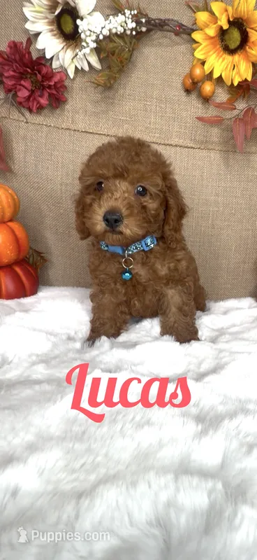 Lucas AKC – Poodle - Toy  puppy on hold in Goldsboro, NC