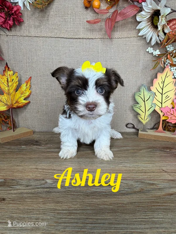 Ashley AKC – Yorkshire Terrier puppy for sale in Goldsboro, NC