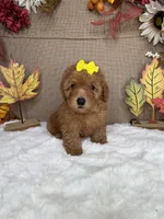 Sussie AKC, a female Poodle - Toy  for sale in Goldsboro, NC – 5 of 5