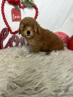 Peter AKC, a male Poodle - Toy  for sale in Goldsboro, NC – Photo 2 of 4