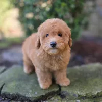 Peter AKC, a male Poodle - Toy  for sale in Goldsboro, NC – Photo 3 of 5