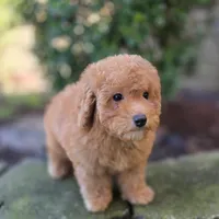 Peter AKC, a male Poodle - Toy  for sale in Goldsboro, NC – Photo 4 of 5