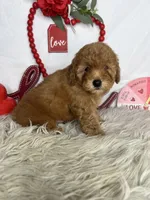 Peter AKC, a male Poodle - Toy  for sale in Goldsboro, NC – Photo 3 of 4