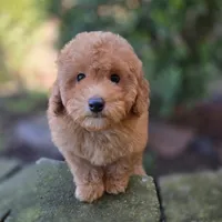Peter AKC, a male Poodle - Toy  for sale in Goldsboro, NC – Photo 5 of 5