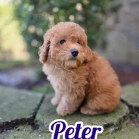 Peter AKC, a male Poodle - Toy  for sale in Goldsboro, NC – Photo 1 of 5
