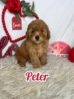 Peter AKC, a male Poodle - Toy  for sale in Goldsboro, NC – Photo 1 of 4