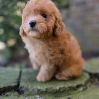Peter AKC, a male Poodle - Toy  for sale in Goldsboro, NC – Photo 2 of 5
