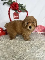 Peter AKC, a male Poodle - Toy  for sale in Goldsboro, NC – Photo 4 of 4