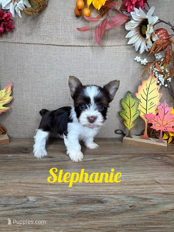 Stephanie AKC – Yorkshire Terrier puppy for sale in Goldsboro, NC