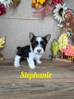 Stephanie AKC, a female Yorkshire Terrier for sale in Goldsboro, NC – 1 of 5
