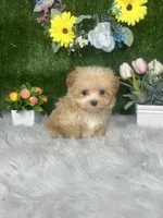 Washington , a male Maltipoo for sale in Goldsboro, NC – 5 of 5