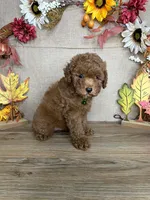 Sam AKC, a male Poodle - Toy  for sale in Goldsboro, NC – 2 of 4