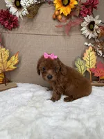 Rossie AKC, a female Poodle - Toy  for sale in Goldsboro, NC – 4 of 4