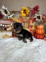 Bella AKC, a female Yorkshire Terrier for sale in Goldsboro, NC – 2 of 5