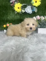 Thomas, a male Maltipoo for sale in Goldsboro, NC – 4 of 4