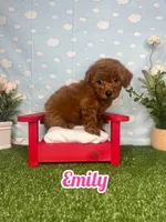 Emely AKc, a female Poodle - Toy  for sale in Goldsboro, NC – 3 of 4