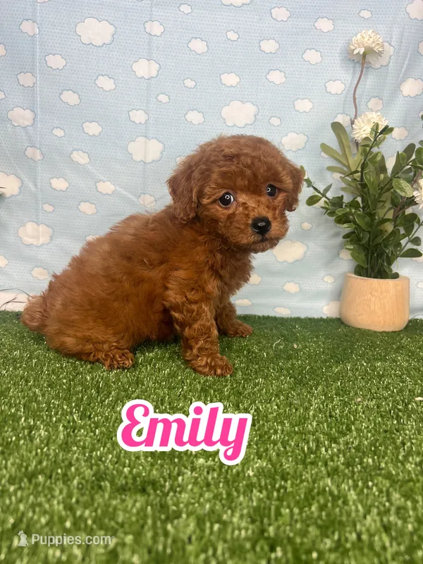 Emely AKc – Poodle - Toy  puppy for sale in Goldsboro, NC
