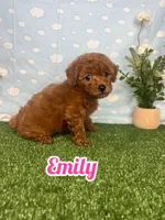 Emely AKc, a female Poodle - Toy  for sale in Goldsboro, NC – 1 of 4