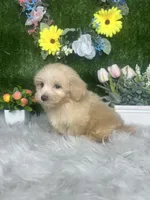 James, a male Maltipoo for sale in Goldsboro, NC – 3 of 5