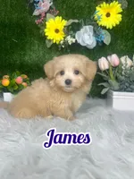 James, a male Maltipoo for sale in Goldsboro, NC – 1 of 5