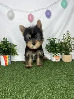Lewis AKC, a male Yorkshire Terrier for sale in Goldsboro, NC – Photo 2 of 4