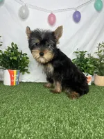 Lewis AKC, a male Yorkshire Terrier for sale in Goldsboro, NC – Photo 3 of 4