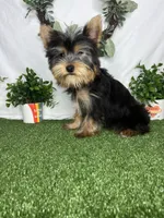 Lewis AKC, a male Yorkshire Terrier for sale in Goldsboro, NC – Photo 4 of 4