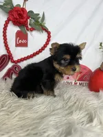 Lewis, a male Yorkshire Terrier for sale in Goldsboro, NC – Photo 4 of 5