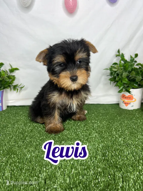 Lewis AKC