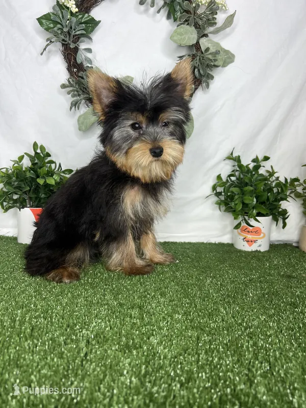 Lewis AKC – Yorkshire Terrier puppy for sale in Goldsboro, NC