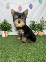 Lewis AKC, a male Yorkshire Terrier for sale in Goldsboro, NC – Photo 4 of 4