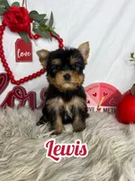 Lewis, a male Yorkshire Terrier for sale in Goldsboro, NC – Photo 1 of 5