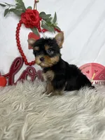 Lewis, a male Yorkshire Terrier for sale in Goldsboro, NC – Photo 3 of 5