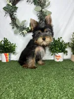Lewis AKC, a male Yorkshire Terrier for sale in Goldsboro, NC – Photo 2 of 4
